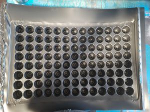 plastic seedling tray