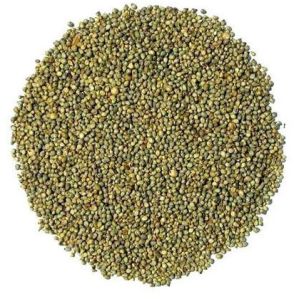 Bajra Seeds