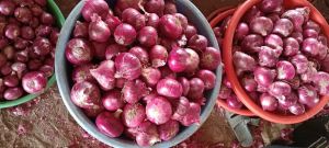 organic red onion