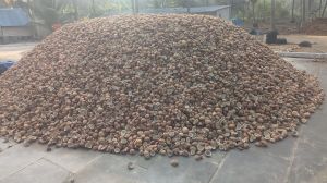 Dried Copra Coconut