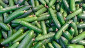 Fresh Cucumber