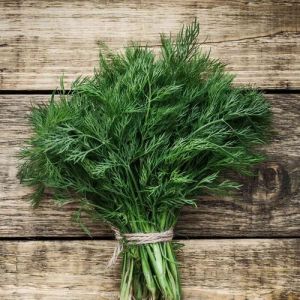 Fresh Dill Leaves