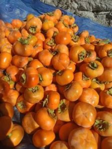 fresh persimmon