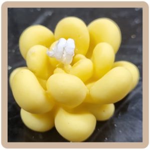 Decorative Scented Soy Wax Cactus Candle