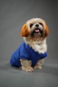 Fleece Sweatsuit for dogs and cats