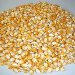 natural yellow maize