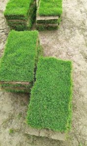 Carpet Grass