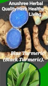 Black Turmeric