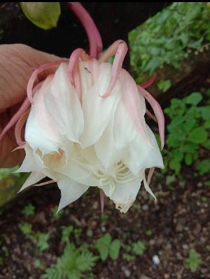 Blooming Brahma Kamal Plants