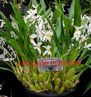 Coelogyne Ochracea Orchid Plants