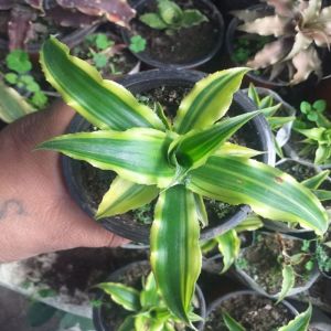 Cryptanthus Plants