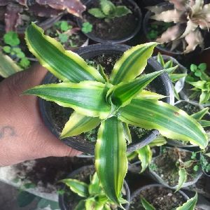 CY-1 Cryptanthus Plants