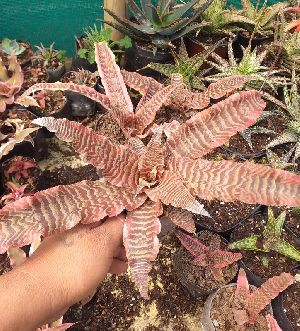 CY-3 Cryptanthus Plants