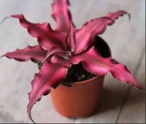 CY-6 Cryptanthus Plants