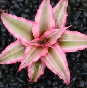 CY-7 Cryptanthus Plants