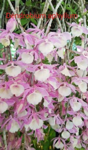 Dendrobium Aphyllum Orchid Plants