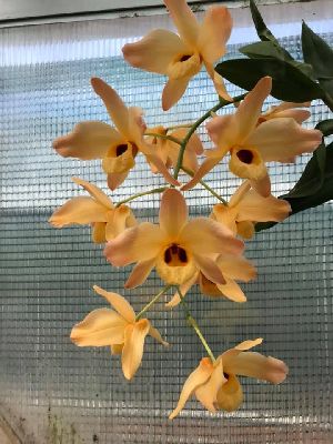 Dendrobium Fimbriatum Orchid Plants