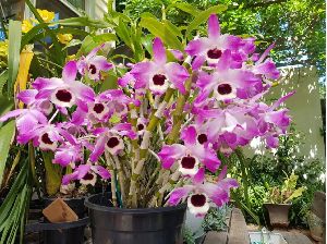 Dendrobium Nobile Orchid Plants