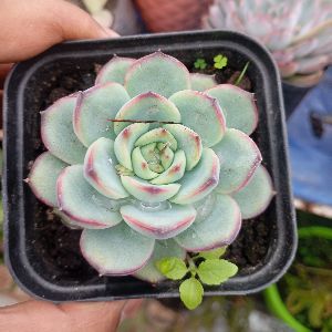 Echeveria Pulidonis Plants