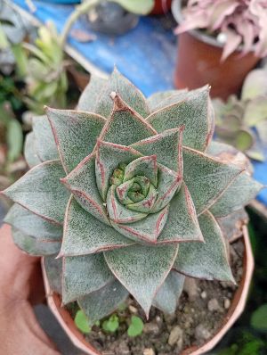 Echeveria Purpusorum Plants