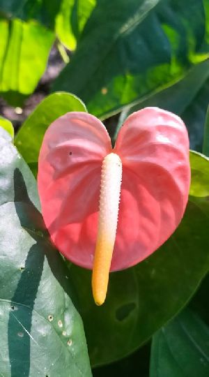 Pink Anthurium Plants