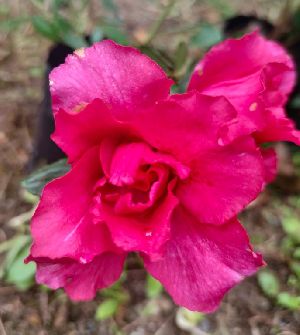 Pink Azalea Plants