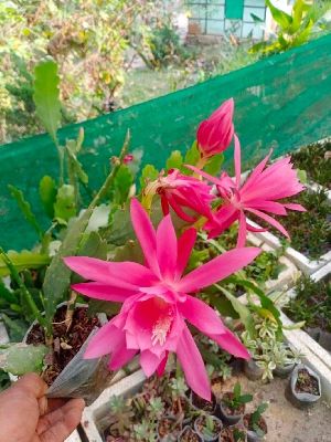 Pink Brahma Kamal Plants