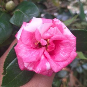 Pink Camellia Plants