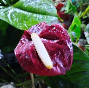 Purple Anthurium Plants