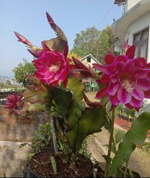 Purple Brahma Kamal Plants