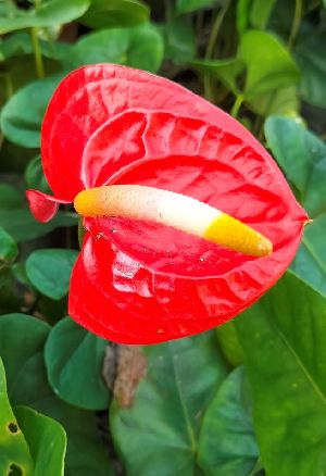 Red Anthurium Plants