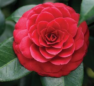 Red Camellia Plants