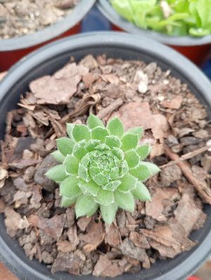 Sempervivum Cobweb Plants