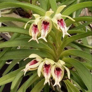 Vanda Cristata Orchid Plants