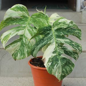 Variegated Monstera Plants