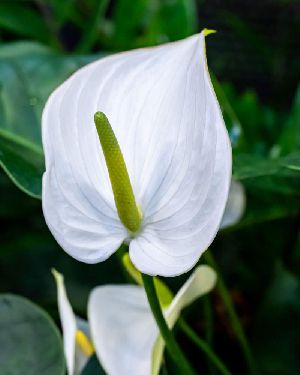 White  Anthurium Plants