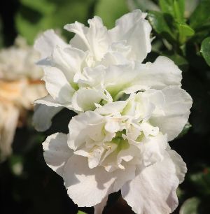 White Azalea Plants