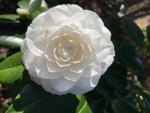 White Camellia Plants