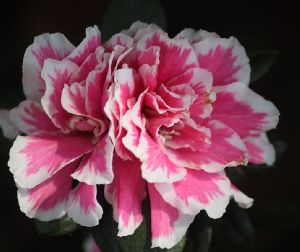 White & Pink Azalea Plants