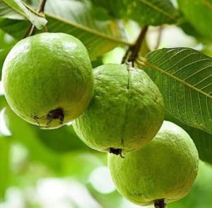 Fresh Allahabad Safeda Guava