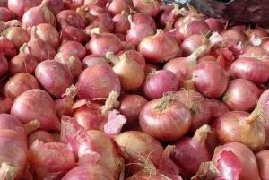 Fresh Nashik Red Onion