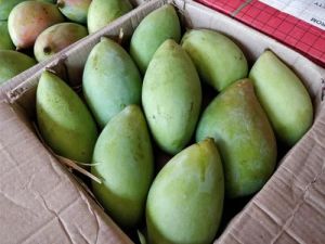 Fresh Totapuri Mango