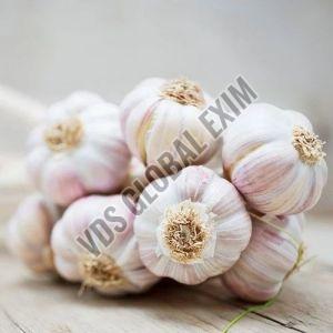 Fresh Agrifound White Garlic