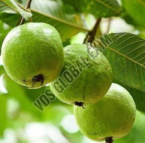 Fresh Allahabad Safeda Guava