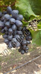 Fresh Flame Seedless Black Grapes