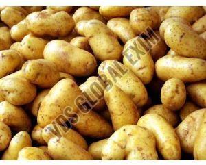 Fresh Kufri Pukhraj Potato