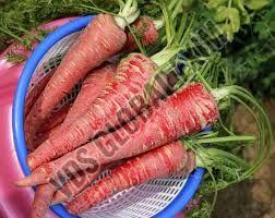 Fresh Pusa Rudhira Red Carrot