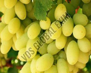 Fresh Thompson Seedless Green Grapes