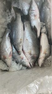 Katla Fish