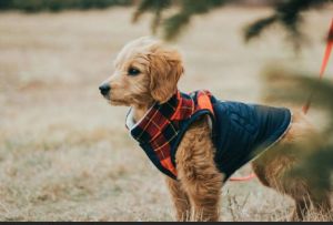 Dog Winter Jacket